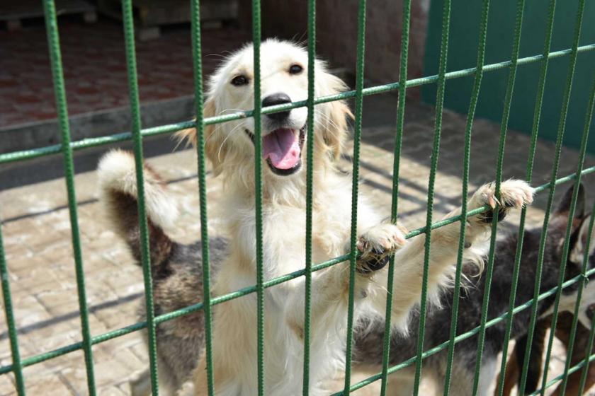 Teller ardından beyaz bir köpek