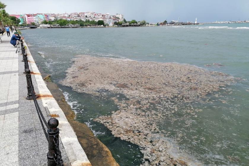 Silivri'de kıyıyı kaplayan müsilaj