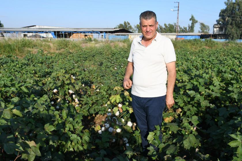 Ayhan Barut pamuk tarlasında