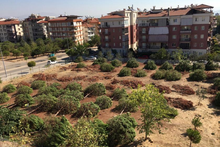 Denizli Merkezefendi ilçesi Adalet mahallesinde Denizli Büyükşehir Belediyesinin şahsa sattığı parktaki ağaçlar kesildi