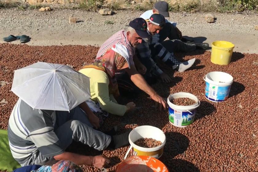 Bayburt'ta fındık kurutan işçiler.