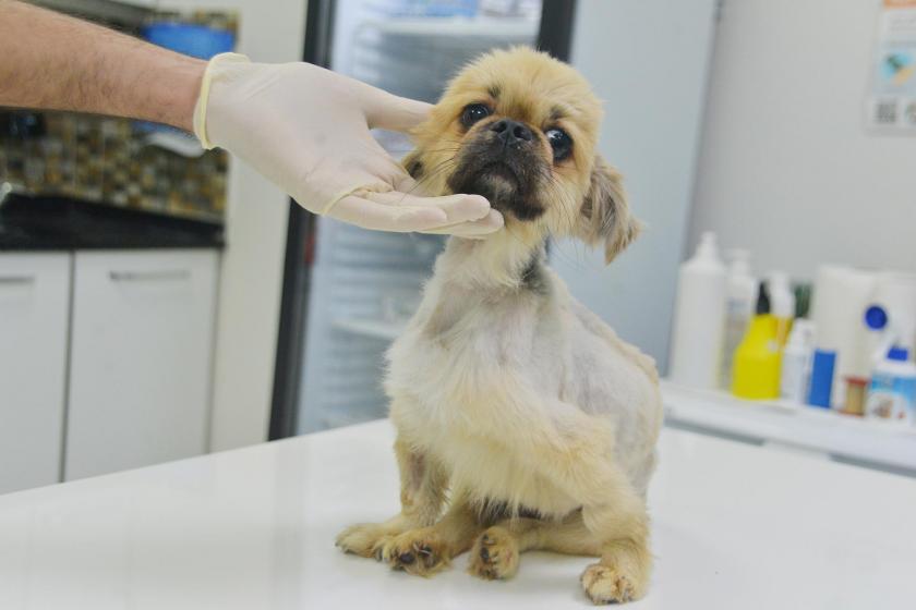 Cinsel saldırıya maruz bırakılan köpek