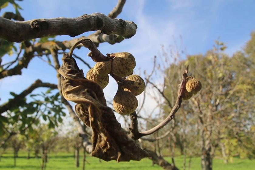 Zeytin ve incir ana yurdunda ölüyor, halk JES'ten dert yanıyor | Çepeçevre Yaşam