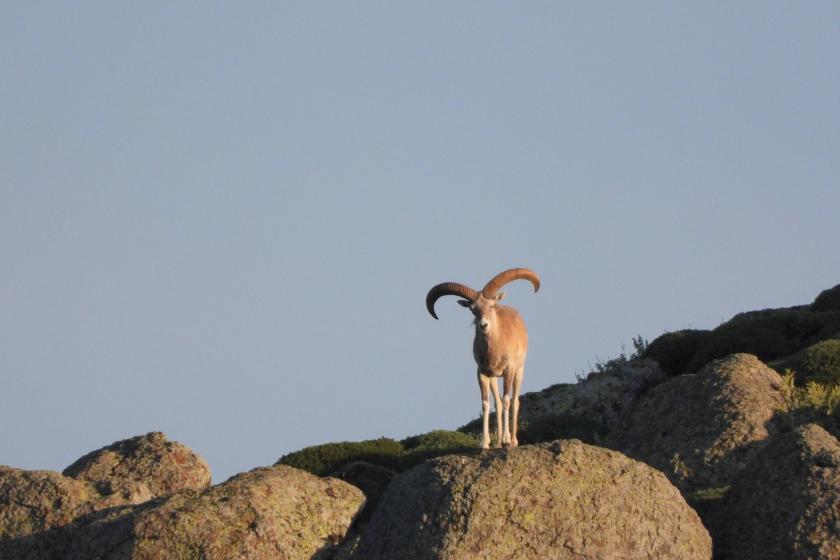 Mahkeme, Konya ve Karaman’da Anadolu yaban koyunu ile keçisi avını durdurdu