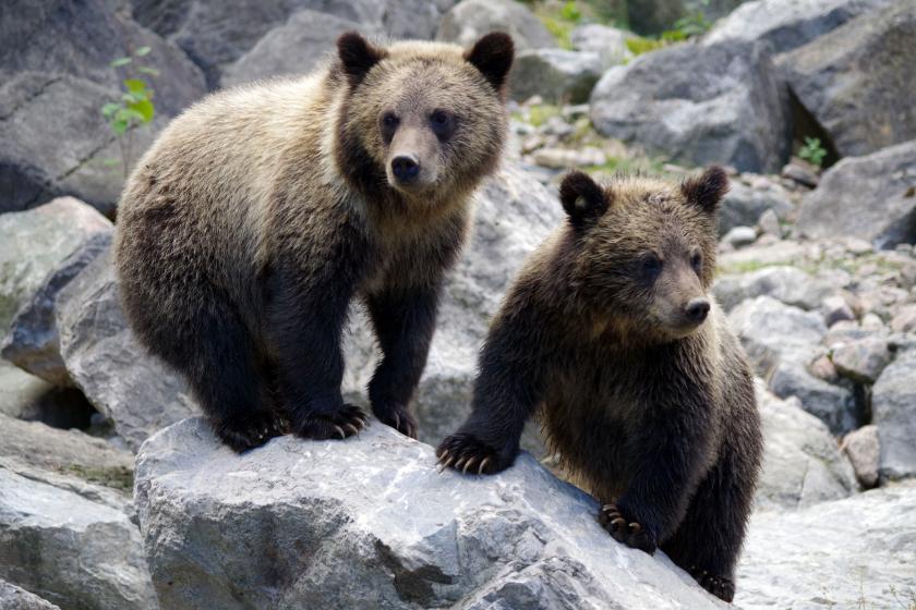 Sivillere yaban hayvanları öldürmenin yolu açıldı