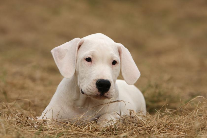 Tarım ve Orman Bakanı Bekir Pakdemirli imzalı genelge ile Amerikan Pitbull Terrier, Dogo Argentino, Fila Brasilerio, Japanese Tosa ırklarına ek olarak American Staffordshire Terrier ve American Bully ırkı köpekler de 'tehlike arz eden hayvan' olarak belirlendi.