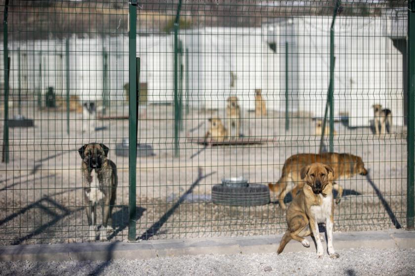 Barınaktaki köpekler