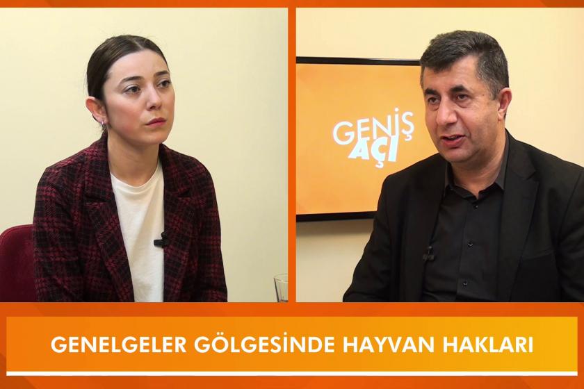 Güvenli sokaklar, sağlıklı hayvanlar için neler yapılmalı? | Geniş Açı