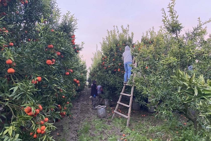 Mandalina toplayan işçiler