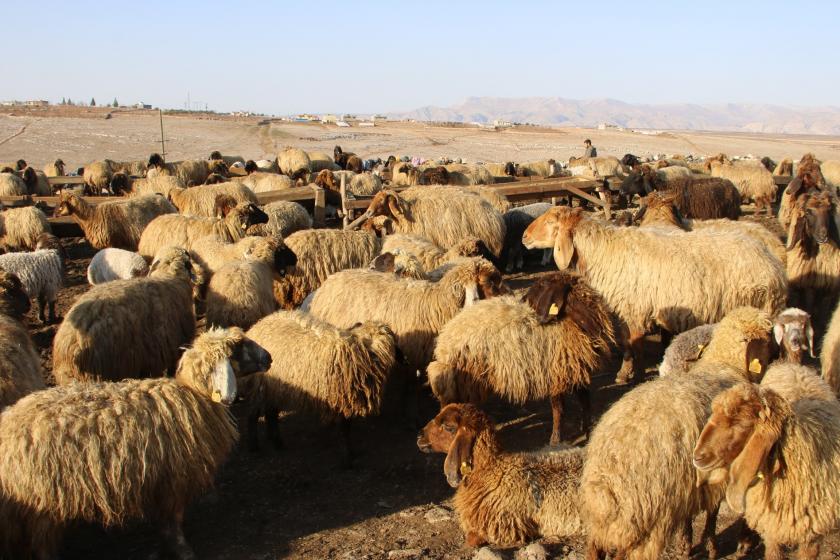 DEDAŞ'ın elektriği kesmesi üzerine Şırnak'ta Koçerlerin 16 bin koyunu susuz kaldı