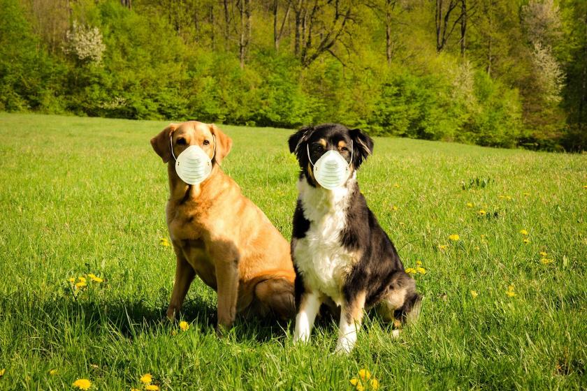 Maskeli iki köpek