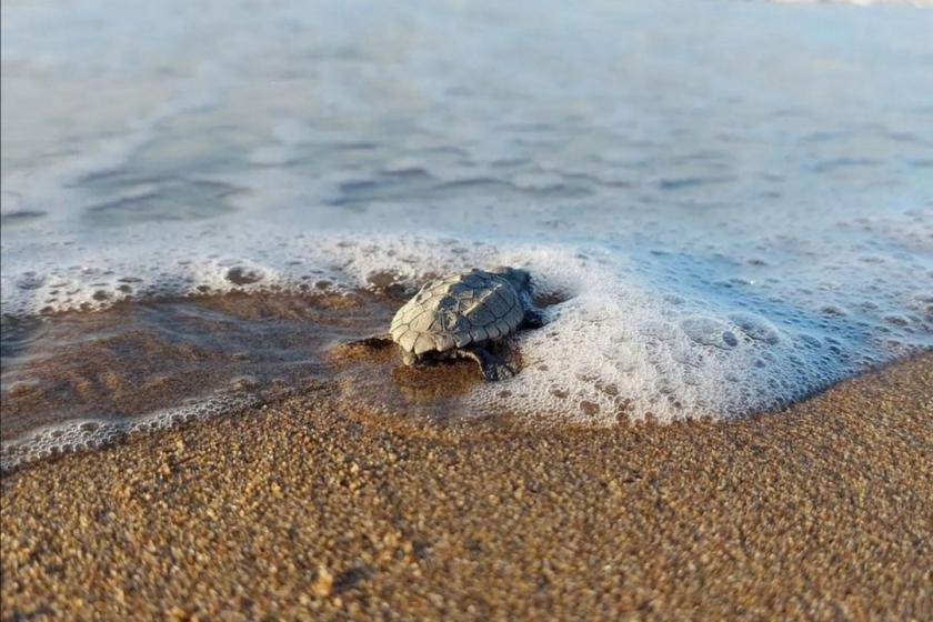 Caretta caretta'lar bu yıl iki hafta gecikti