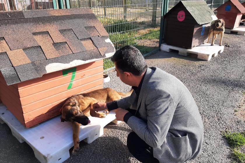 Necati Bozkurt sokak köpekleriyle.