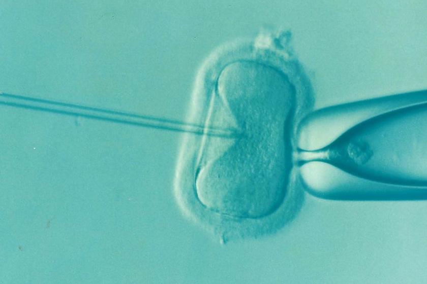 IVF başarısızlığının arkasında yatan sebep, erken dönem DNA çoğalması hataları olabilir mi? 