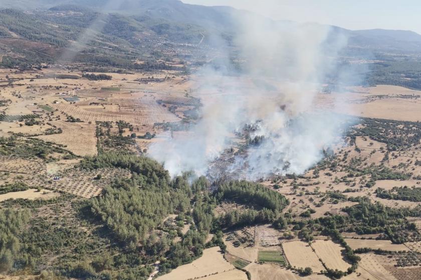 Milas'ta orman yangını