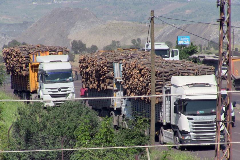 Şırnak'taki ağaç kesimine tepki: Madenler için doğa katlediliyor