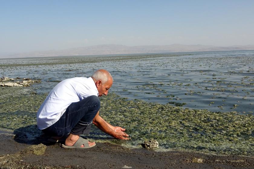 van gölü kıyısında yosunları inceleyen bir kişi