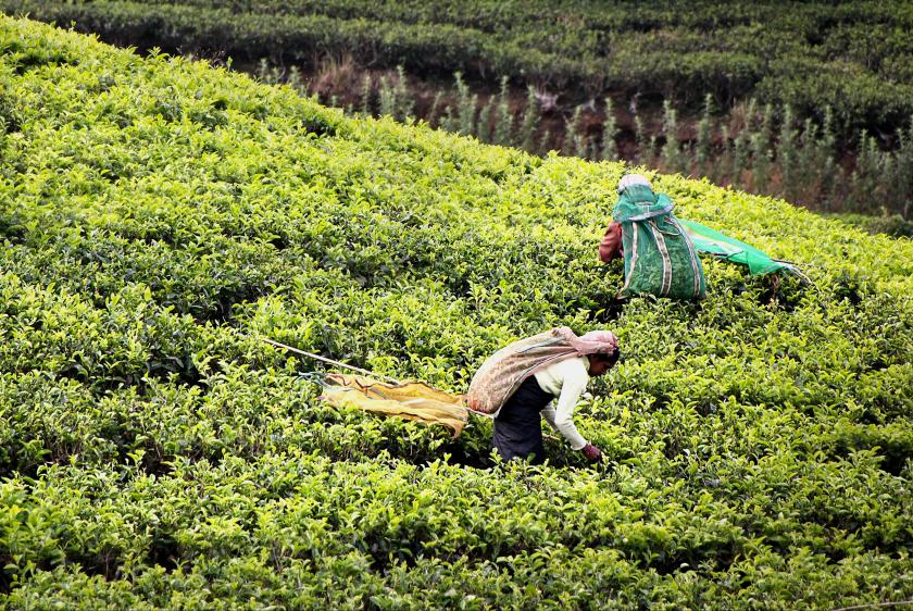 Çay plantasyonunda hasat yapan iki işşçi