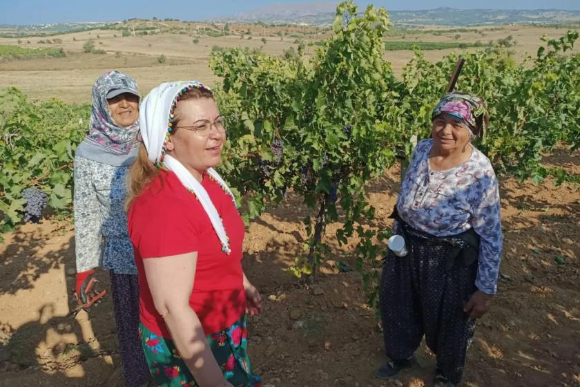 Gülizar Biçer Karaca (önde) ve üzüm toplayan kadınlar