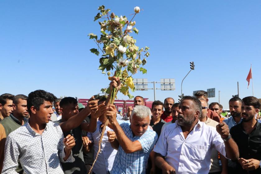 Bir dal pamuğu yere çalan üretici.