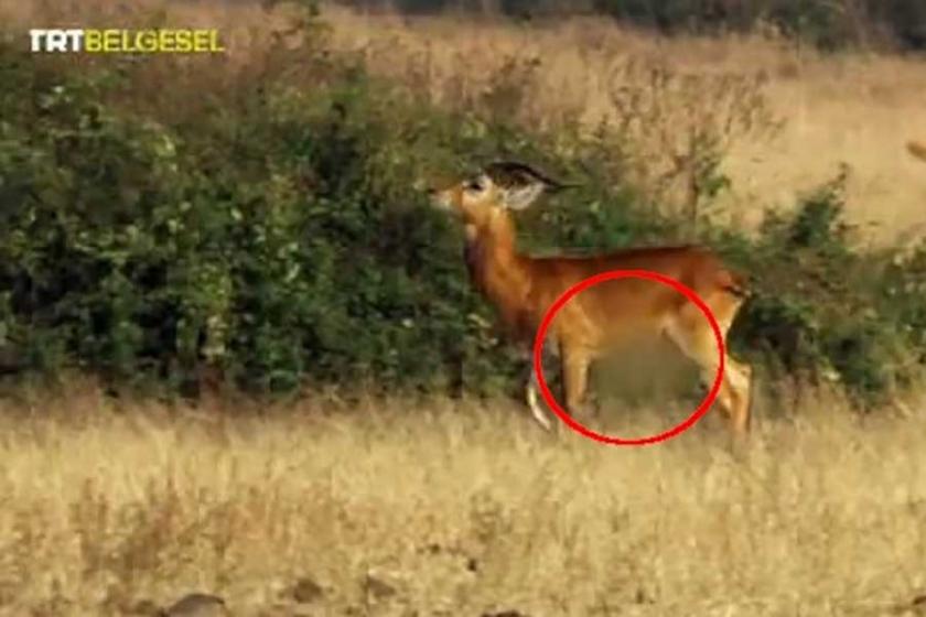 TRT Belgesel’de antilopların penisleri sansürlendi