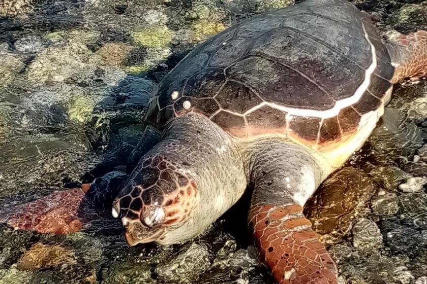 Datça'da caretta caretta ölüsü bulundu. 