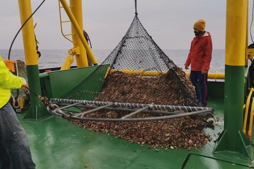 Aşırı avlanma Karadeniz'de deniz salyangozu stokunu yüzde 20 azalttı