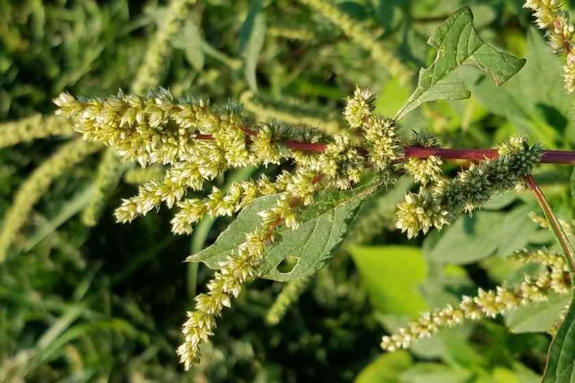 Amaranthus tuberculatus çiçeği