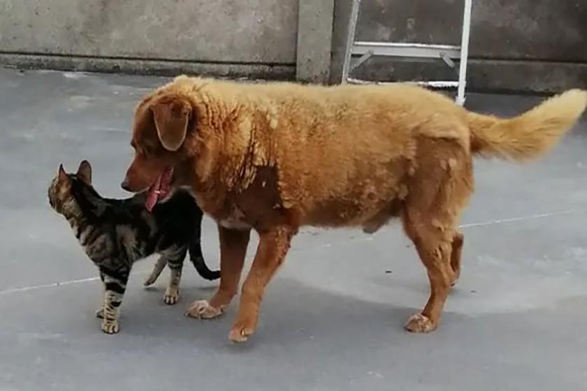 30 yaşındaki Bobi’nin, gelmiş geçmiş en yaşlı köpek olduğu açıklandı