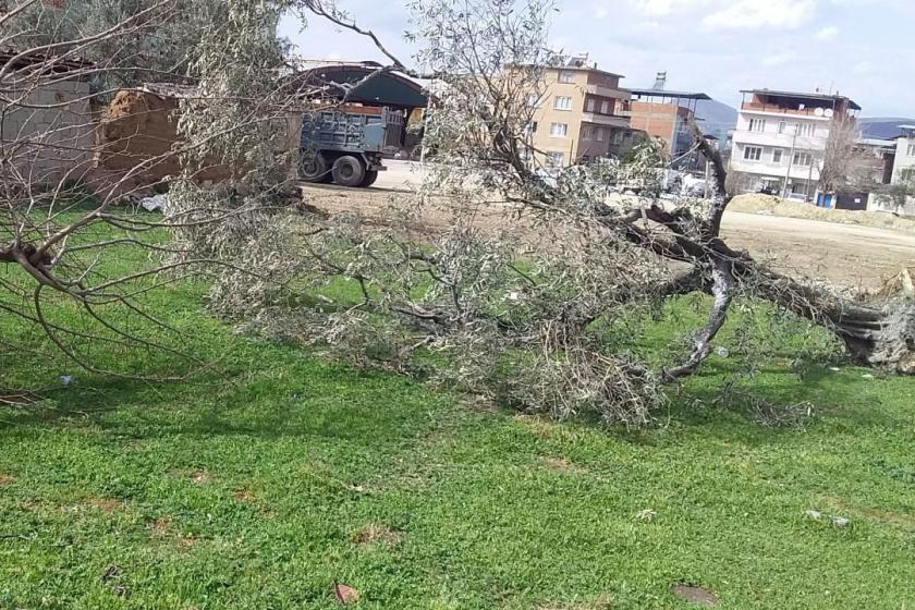 Çine Belediyesinin söktüğü ağaçlar