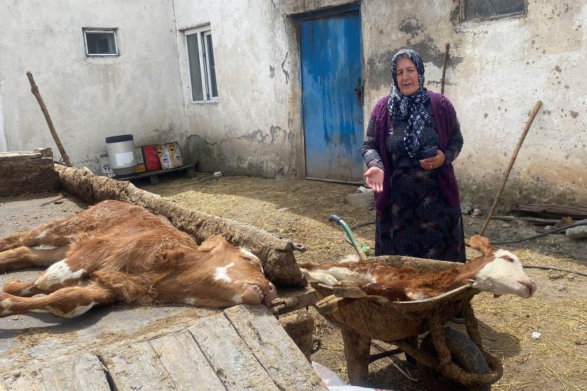 Köyde ölen buzağılar