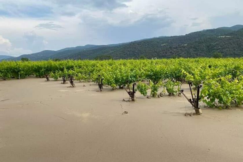 Manisa'da göle dönen üzüm bağları