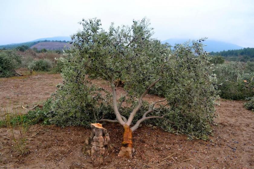 Deprem bölgesindeki zeytinlik