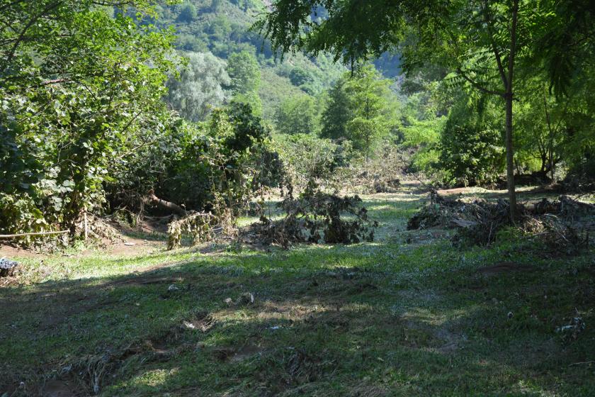 Giresun'da sağanak zarar gören fındık bahçesi