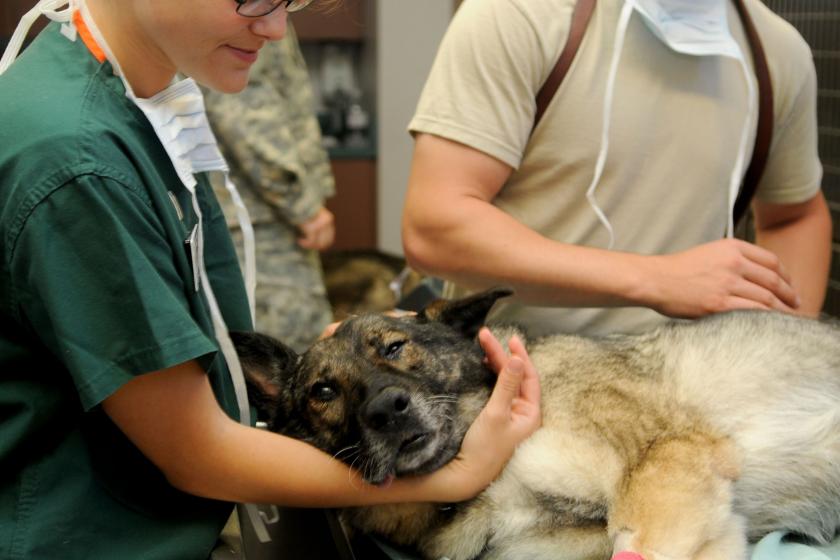 Veterinerde tedavi edilen köpek