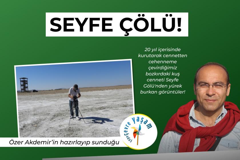 Seyfe Çölü! - Bozkırdaki kuş cenneti Seyfe Gölü'nün hazin hali | Çepeçevre Yaşam