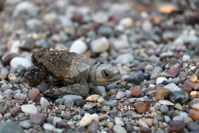 Caretta caretta yavrusu