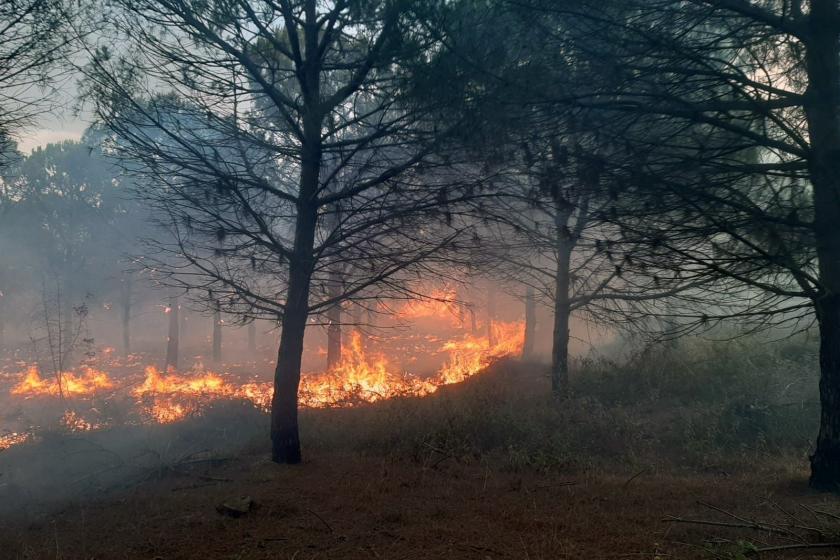 Çanakkale'de orman yangını 