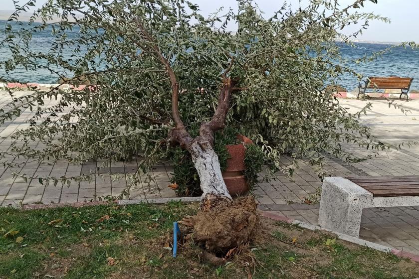 Çanakkale'de şiddetli fırtınada devrilen ağaç 