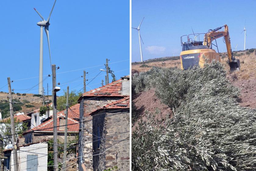 Karaburun'da zeytin ağaçlarınin sökümü