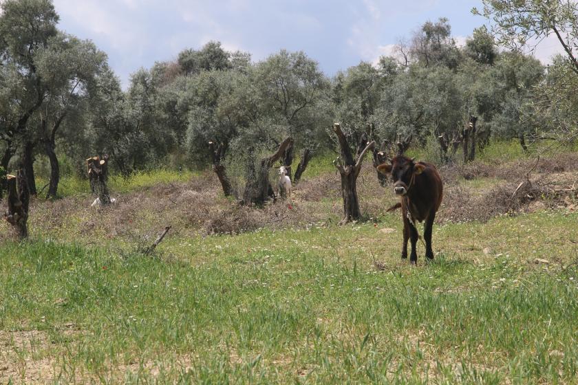 Zeytin ağaçları