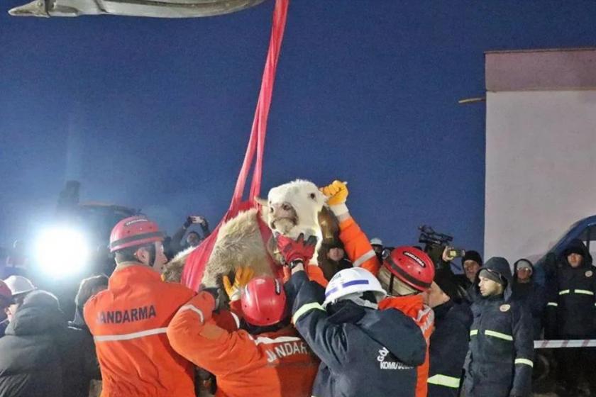 Tarım, hayvancılık ve deprem: Köylüye borç tokadı, meralara rant yağması