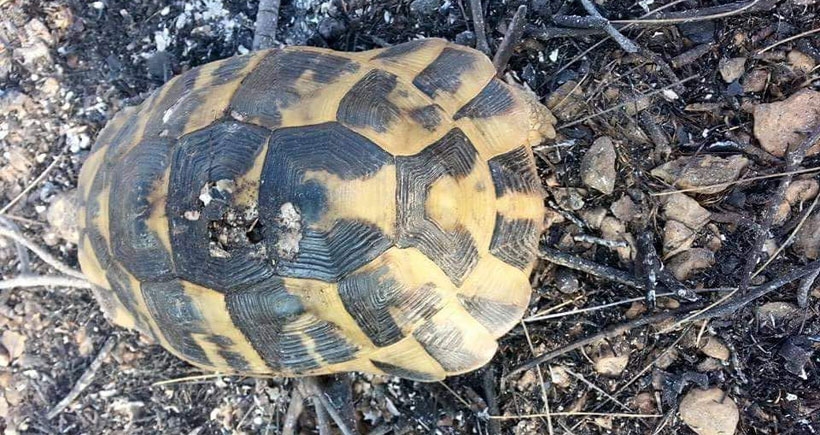 Mersin'deki yangın söndürüldü