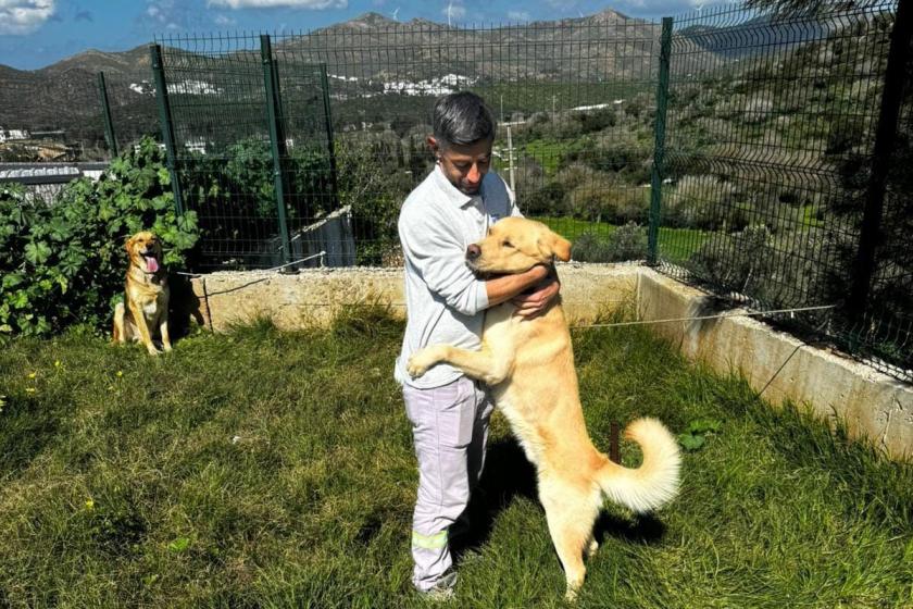 Bodrum'da kontrol altına alınan köpekler 