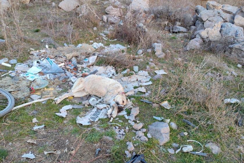 Öldürülmüş halde bulunan köpek