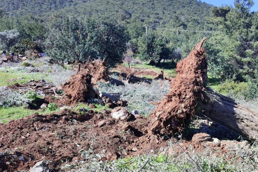 Bodrum'da kesilen ağaç