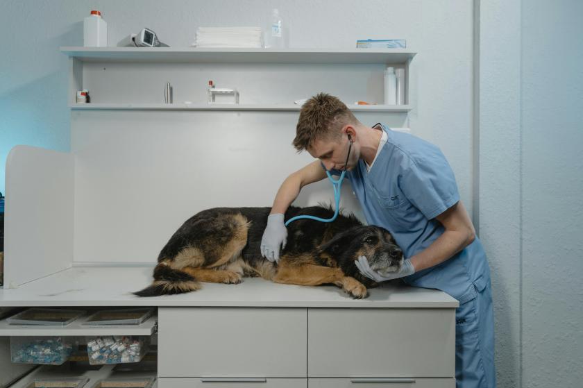 mavi önlüklü veteriner erkek, köpeği muayene ediyor