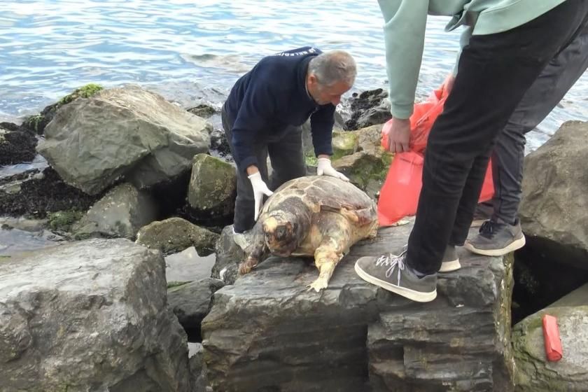 Ölü bulunan caretta caretta 