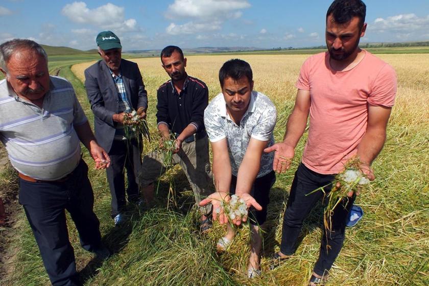 Yozgat'ta dolunun vurduğu tarla