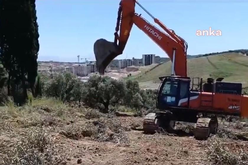 Dikmece'de zeytinliklerin katledilmesine tepki: Dikmece’de yeni bir ekolojik yıkıma izin vermeyeceğiz!